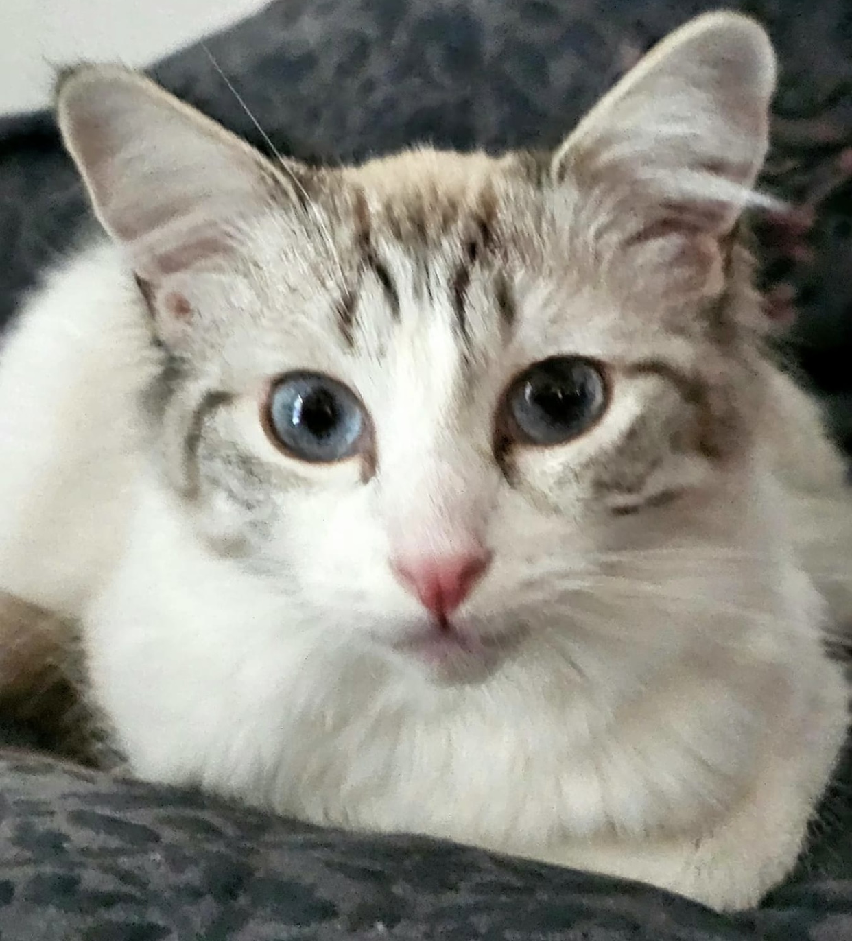 Daphne (bonded to Dalilah), Adoptable, Young Female Domestic Short Hair & Siamese.