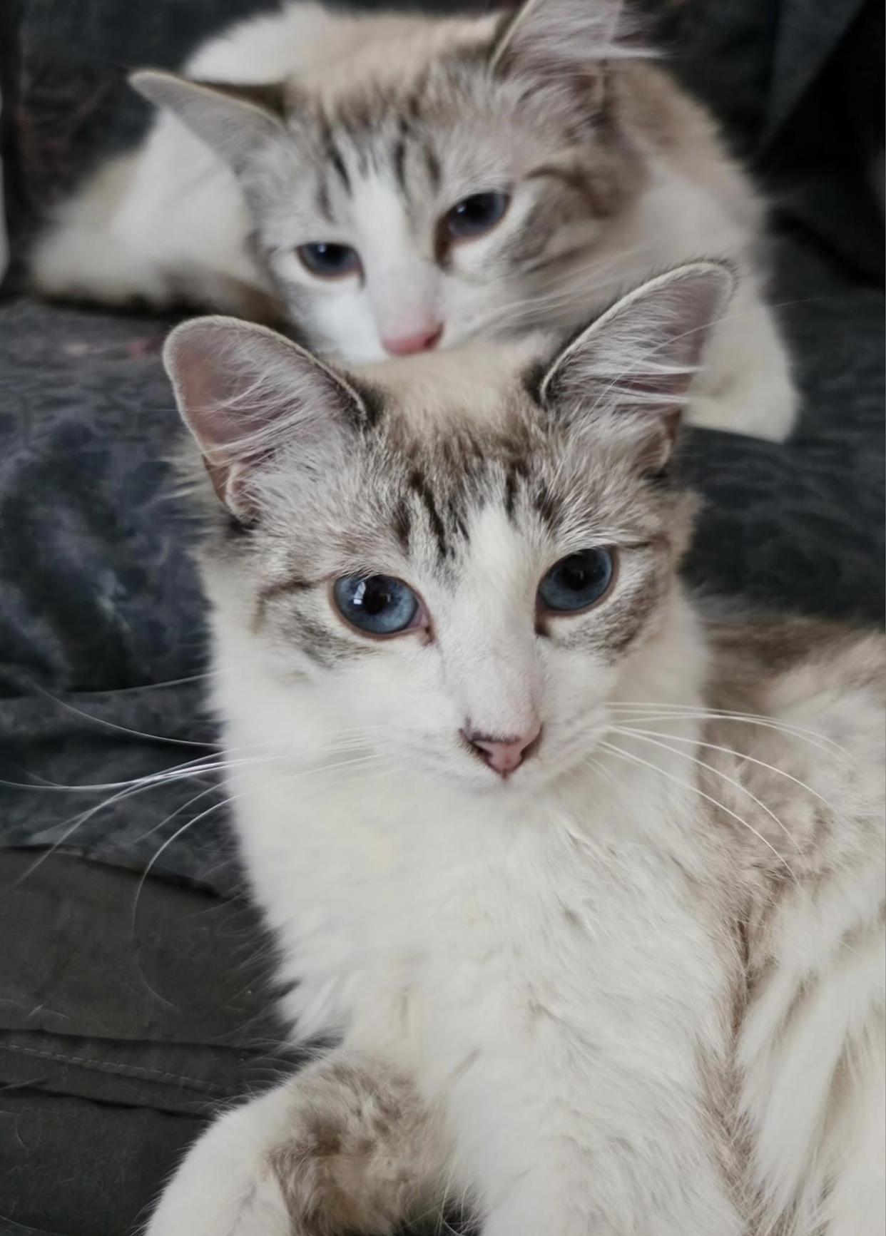 Daphne (bonded to Dalilah) — thumbnail 5