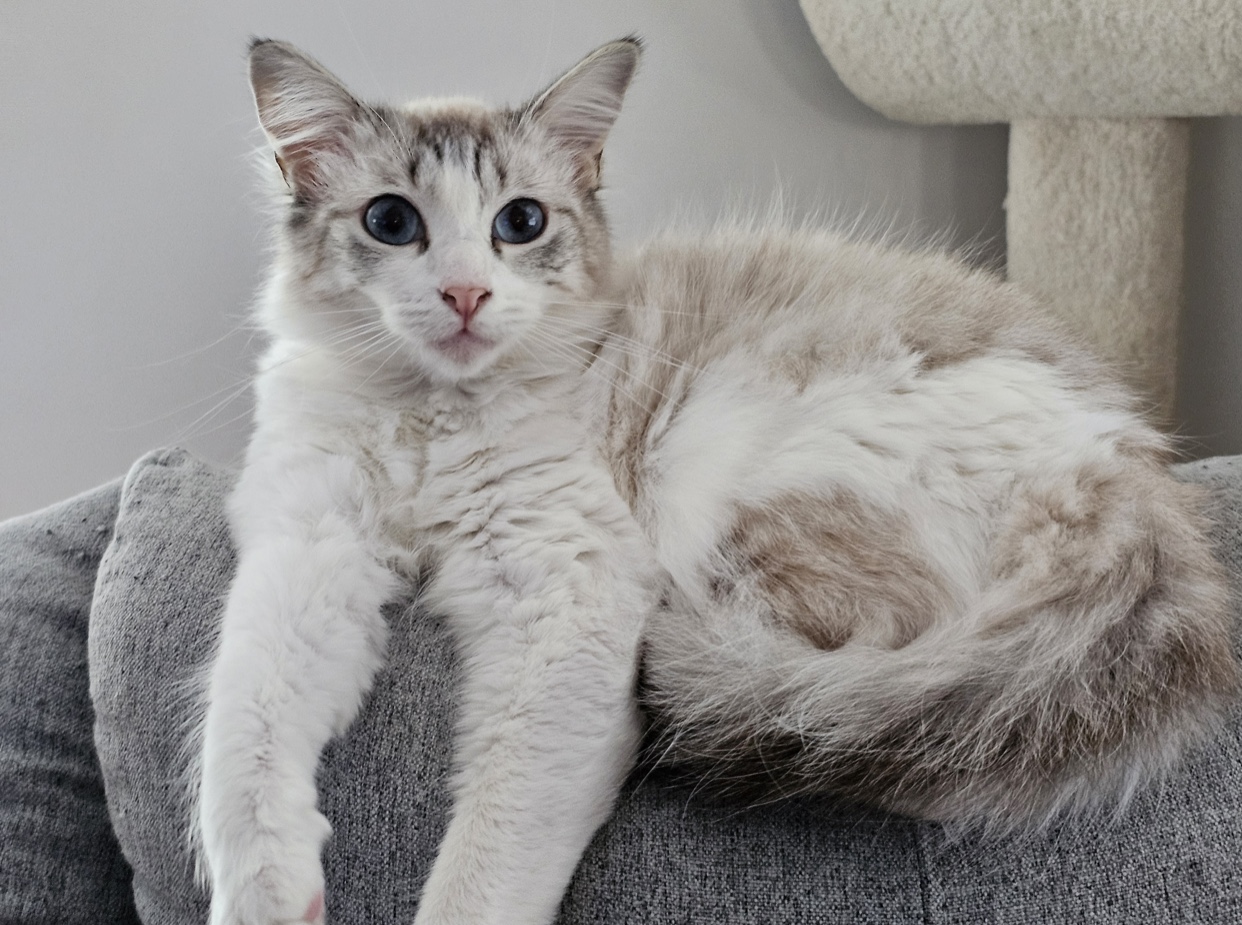 Daphne (bonded to Dalilah), a Adoptable mixed breed in Los Angeles, CA image 3/6