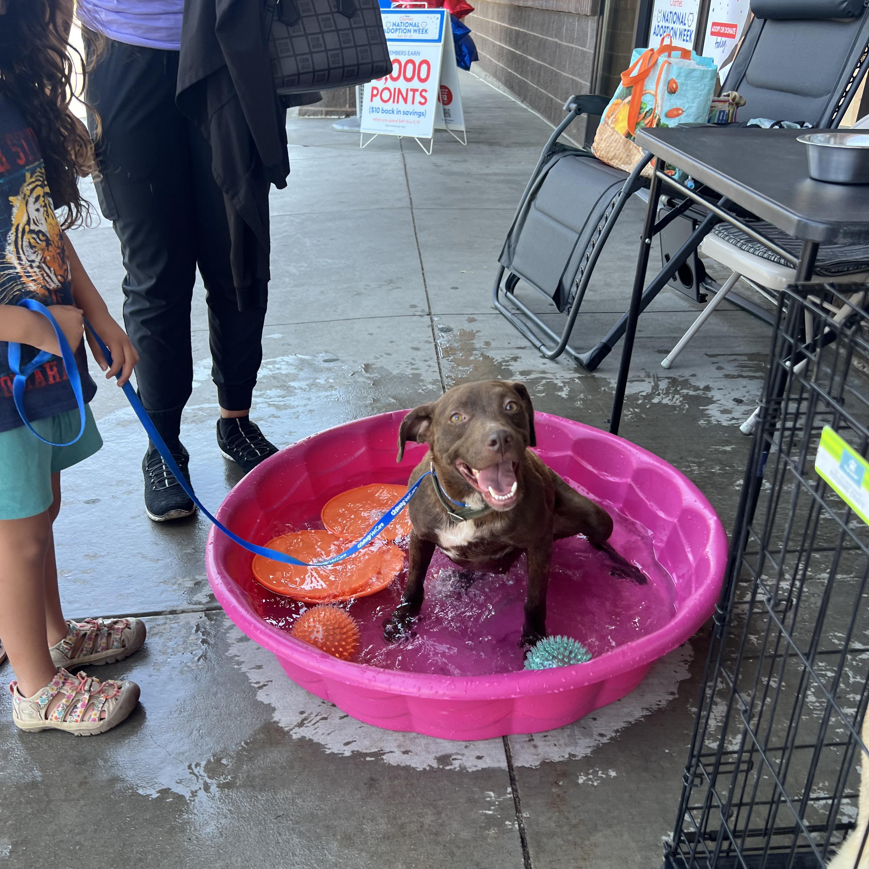 Missy, ADOPTABLE, Adult Female Chocolate Labrador Retriever.