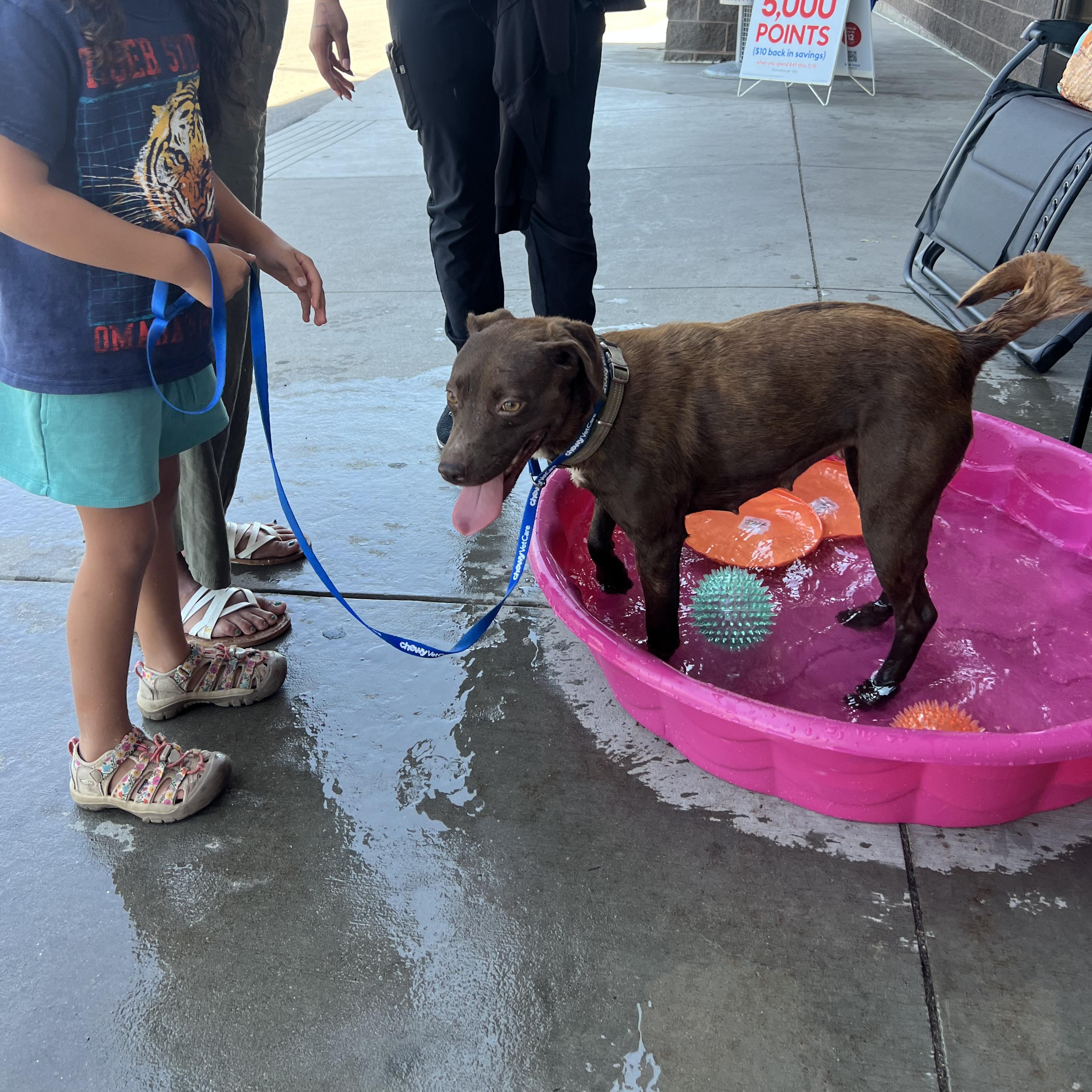 Missy, a ADOPTABLE mixed breed in Fort Collins, CO image 5/5