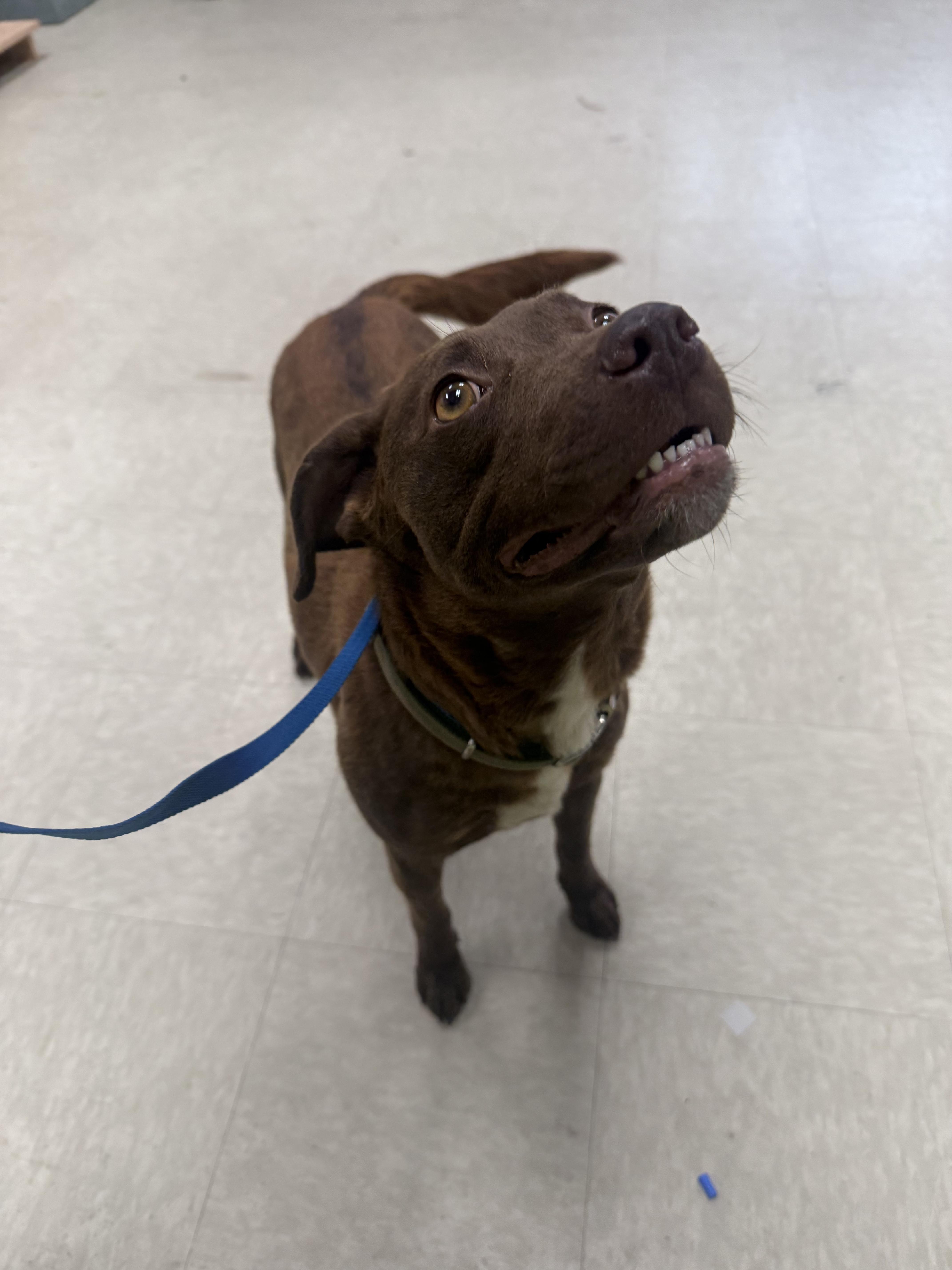 Missy, a ADOPTABLE mixed breed in Fort Collins, CO image 4/5