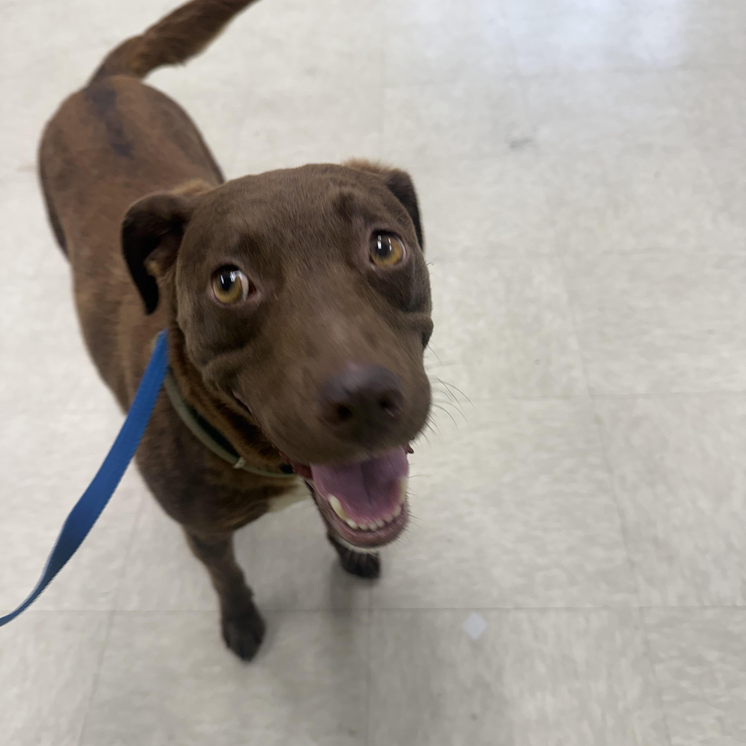 Missy, a ADOPTABLE mixed breed in Fort Collins, CO image 3/5