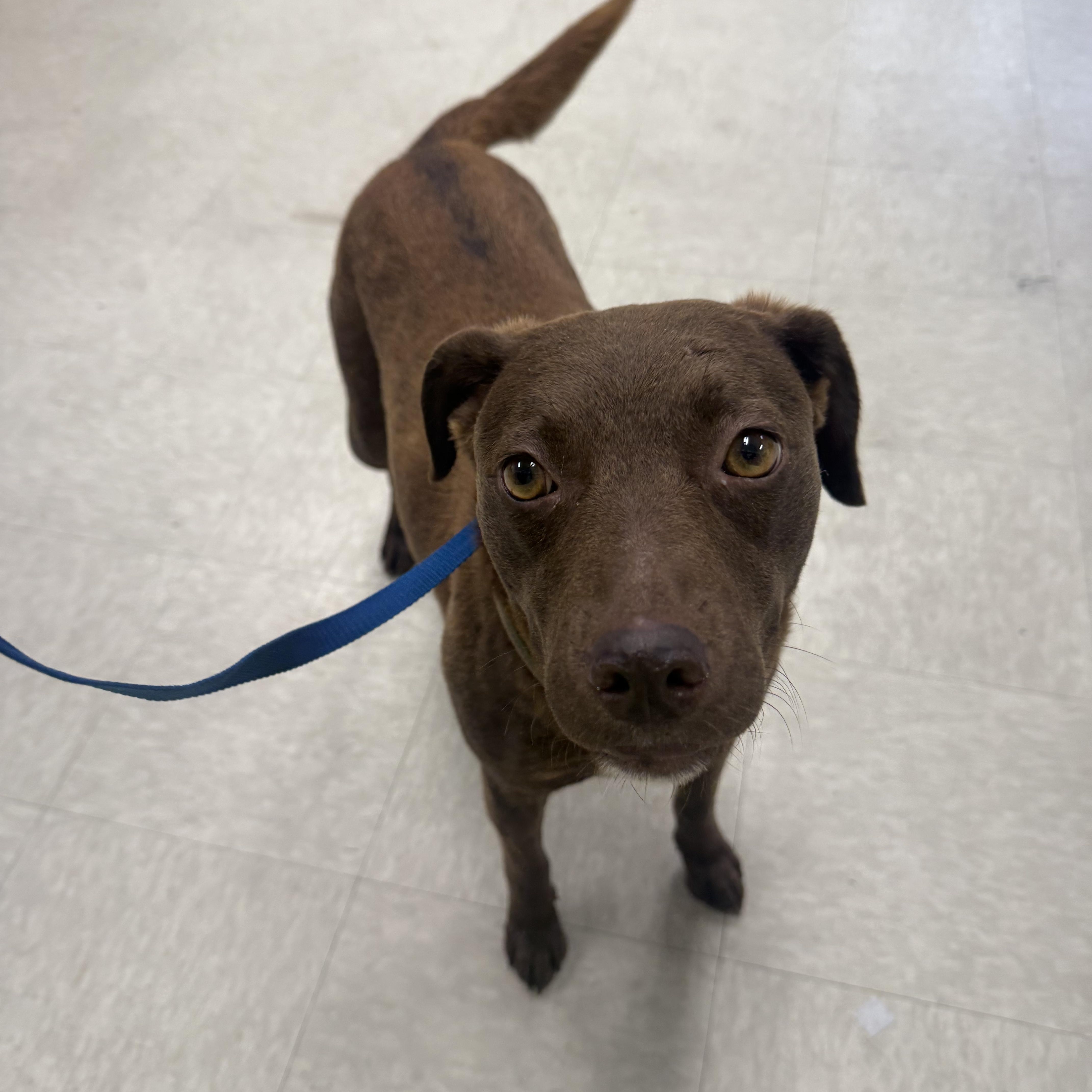 Missy, a ADOPTABLE mixed breed in Fort Collins, CO image 2/5