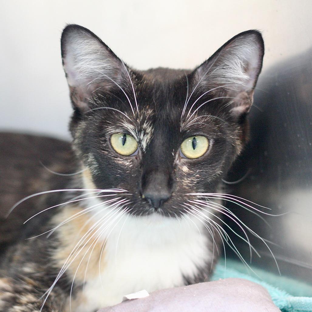 Mrs. Brady, Adoptable, Adult Female Domestic Short Hair.