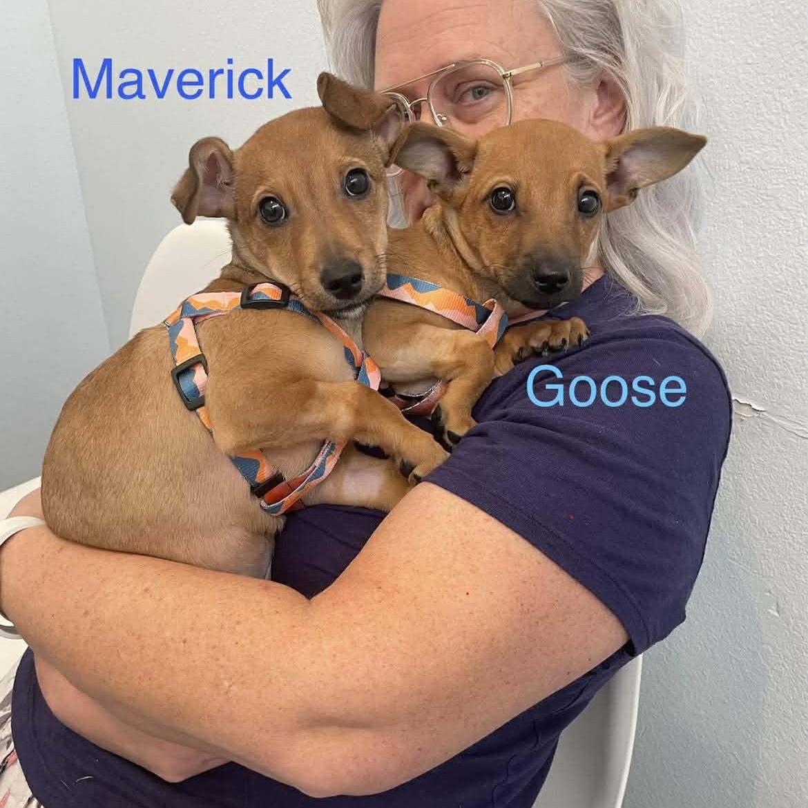 Enlarge GOOSE, an adopted mixed breed in Madisonville, LA image 2/2