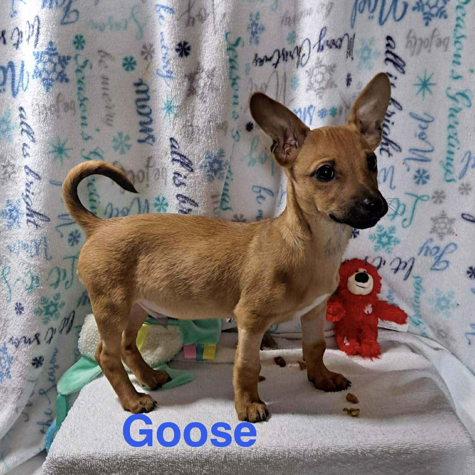GOOSE, adopted, Puppy Male Chihuahua & Terrier.
