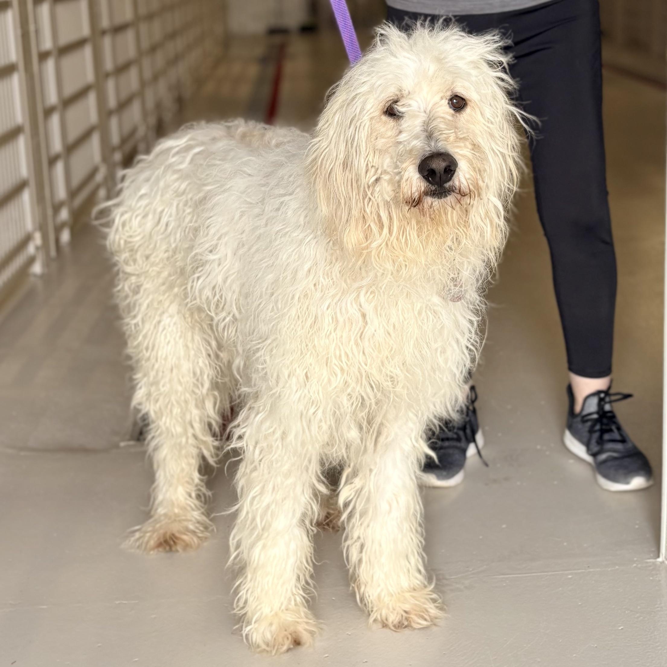 Wendy, adopted, Adult Female Poodle.