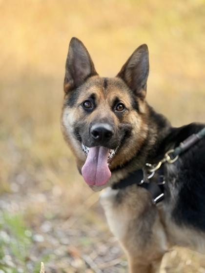 Poshkie, Adoptable, Young Male German Shepherd Dog & Mixed Breed.