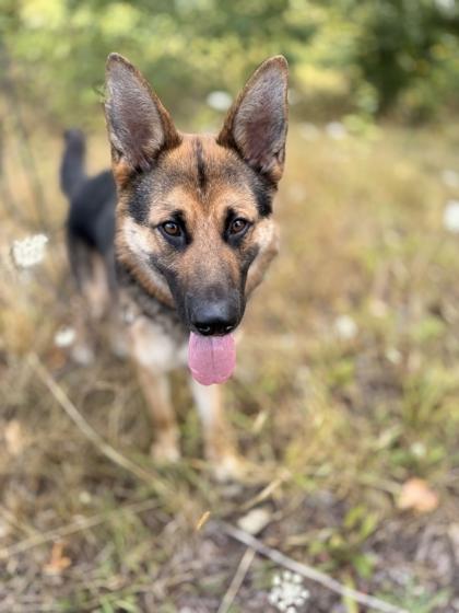 Enlarge Poshkie, a Adoptable mixed breed in Burlington, WA image 2/3