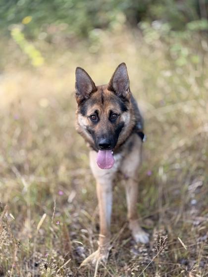 Enlarge Poshkie, a Adoptable mixed breed in Burlington, WA image 3/3