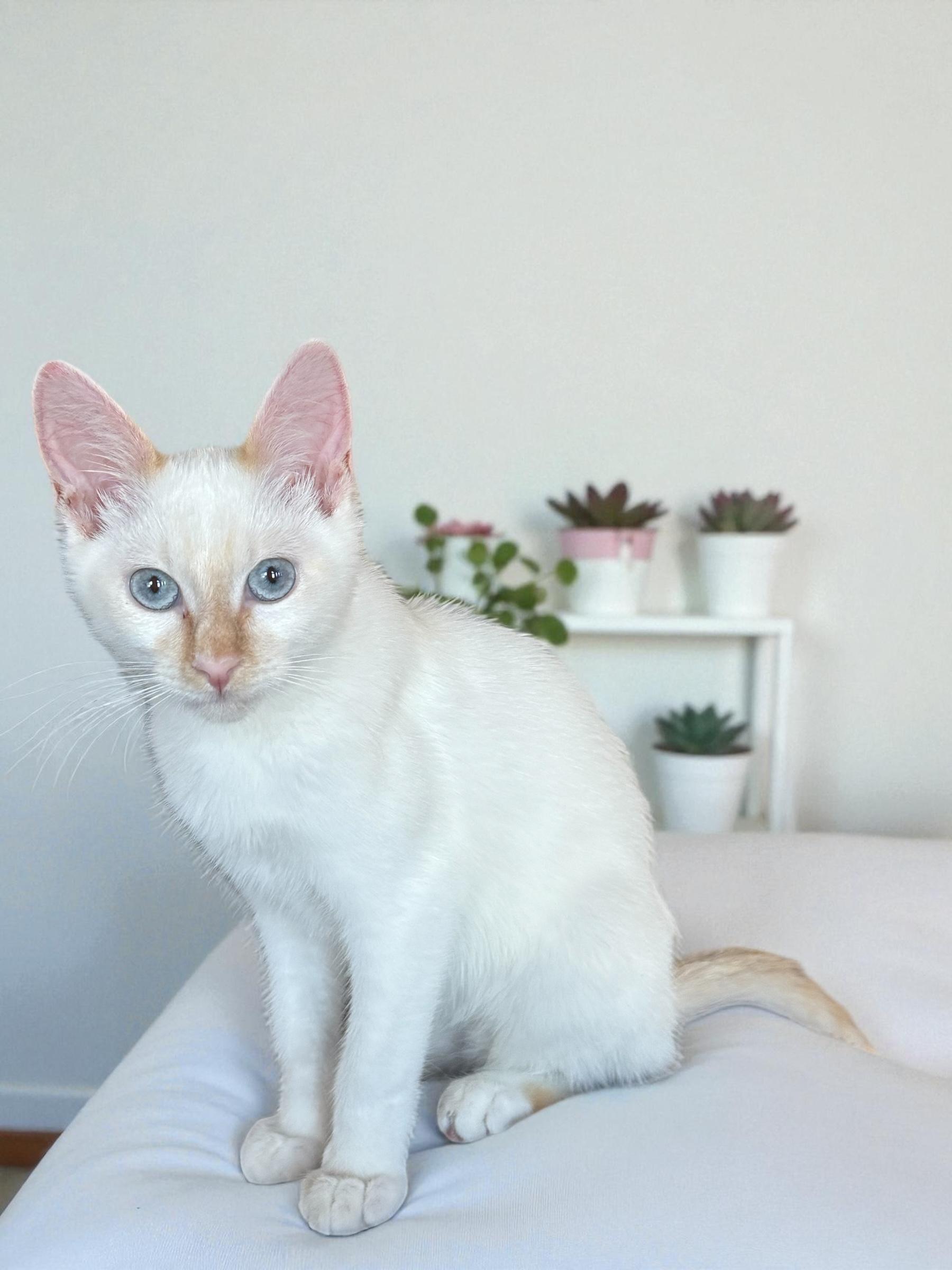 Gravy, Adopted, Young Male Siamese & Domestic Short Hair.