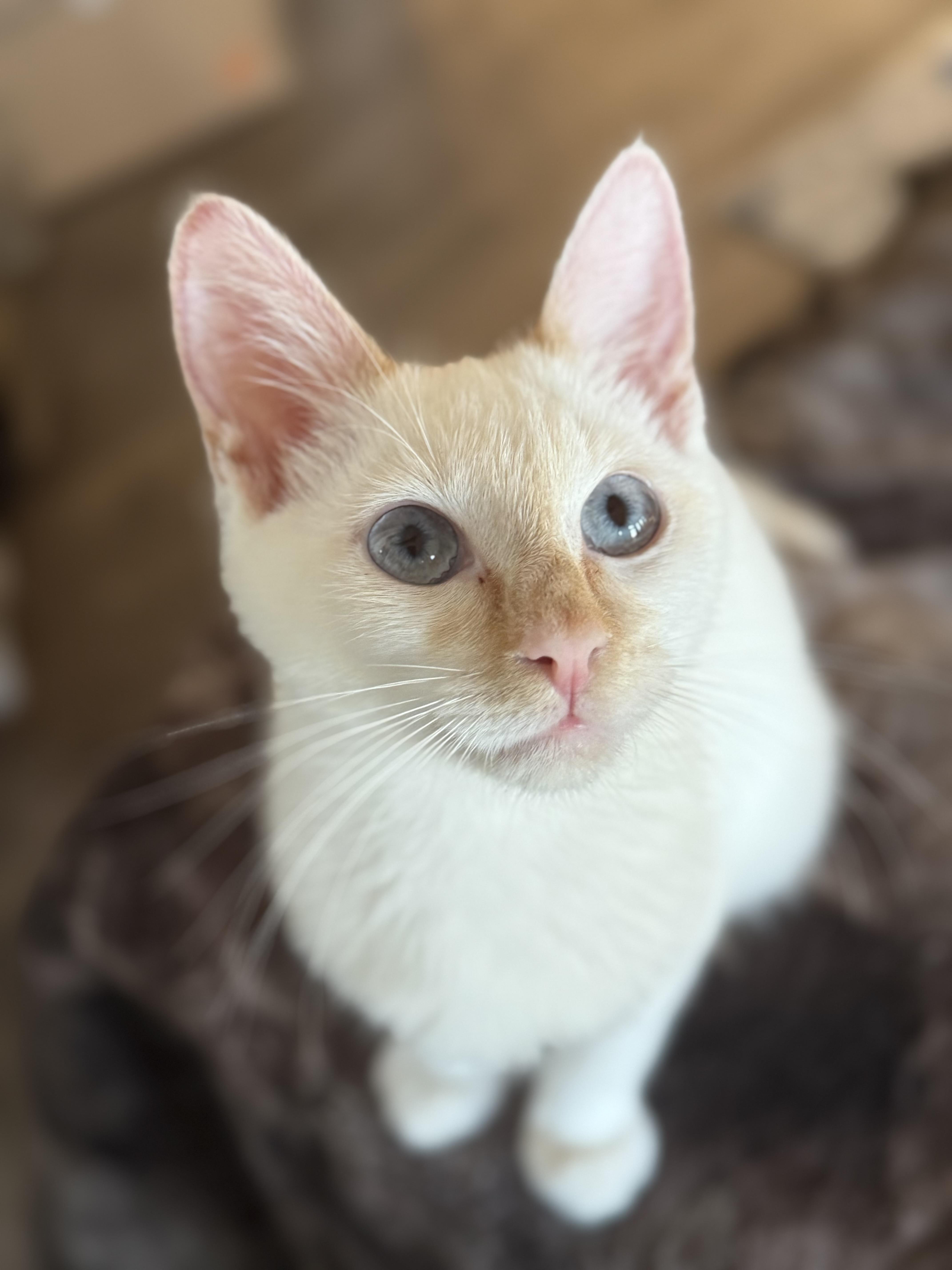 Enlarge Gravy, a Adopted mixed breed in Converse, TX image 2/4