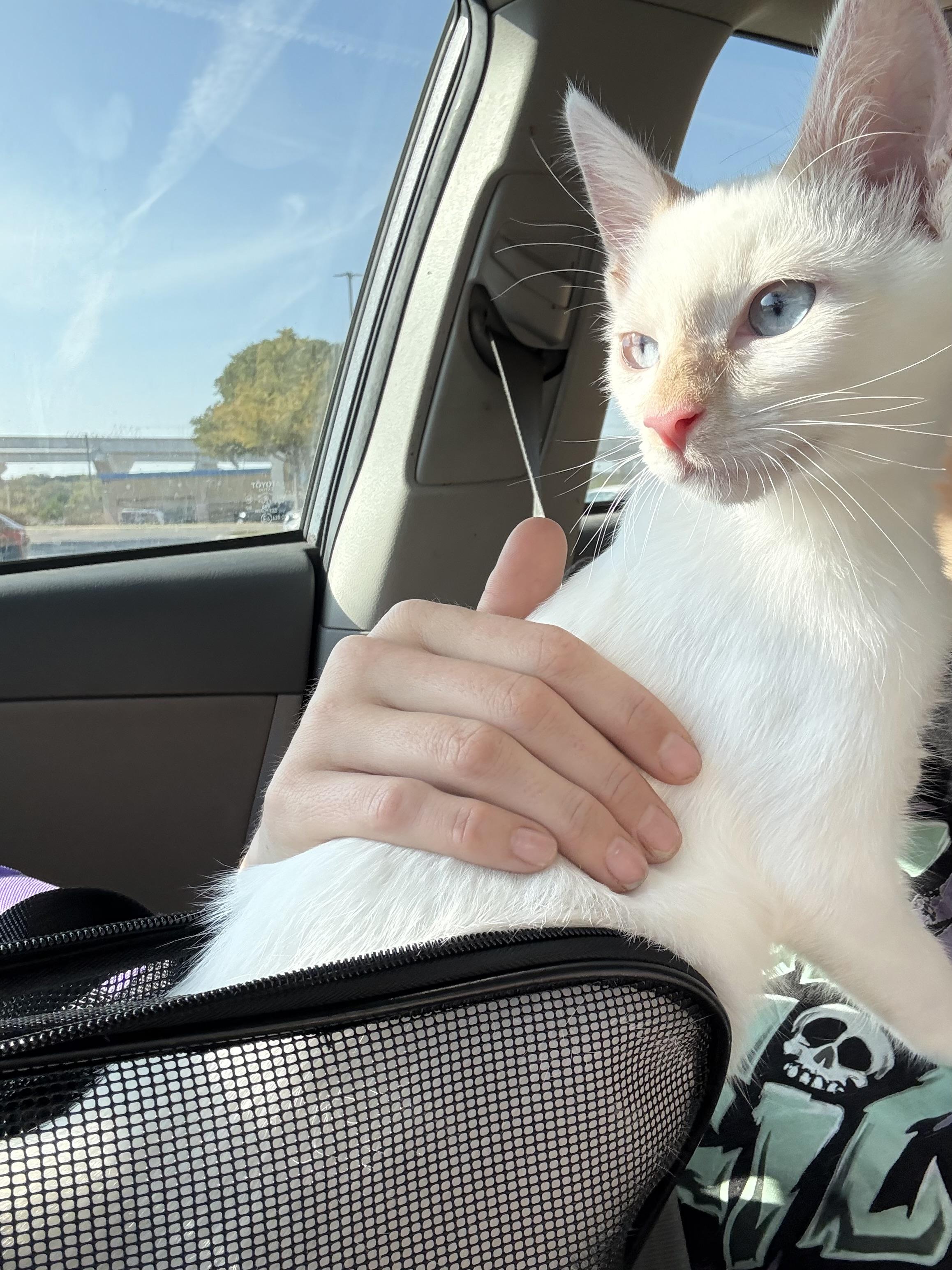 Enlarge Gravy, a Adopted mixed breed in Converse, TX image 3/4
