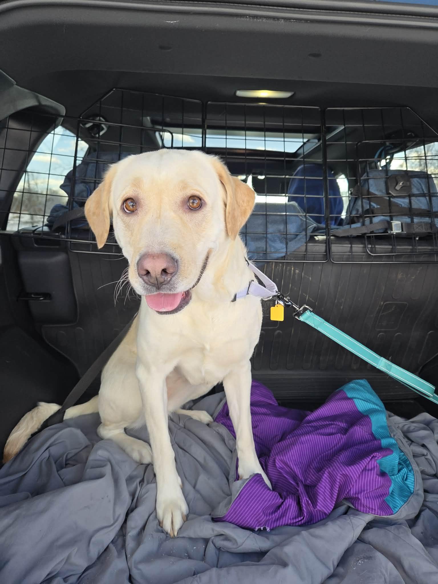 Enlarge Tilly-Not Accepting Applications Yet!, a ADOPTABLE Yellow Labrador Retriever in Medina, OH image 5/6