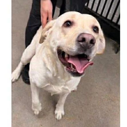 Enlarge Tilly-Not Accepting Applications Yet!, a ADOPTABLE Yellow Labrador Retriever in Medina, OH image 1/6