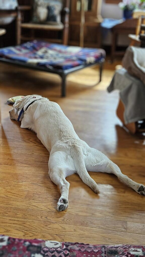 Enlarge Tilly, a ADOPTABLE Yellow Labrador Retriever in Medina, OH image 3/6