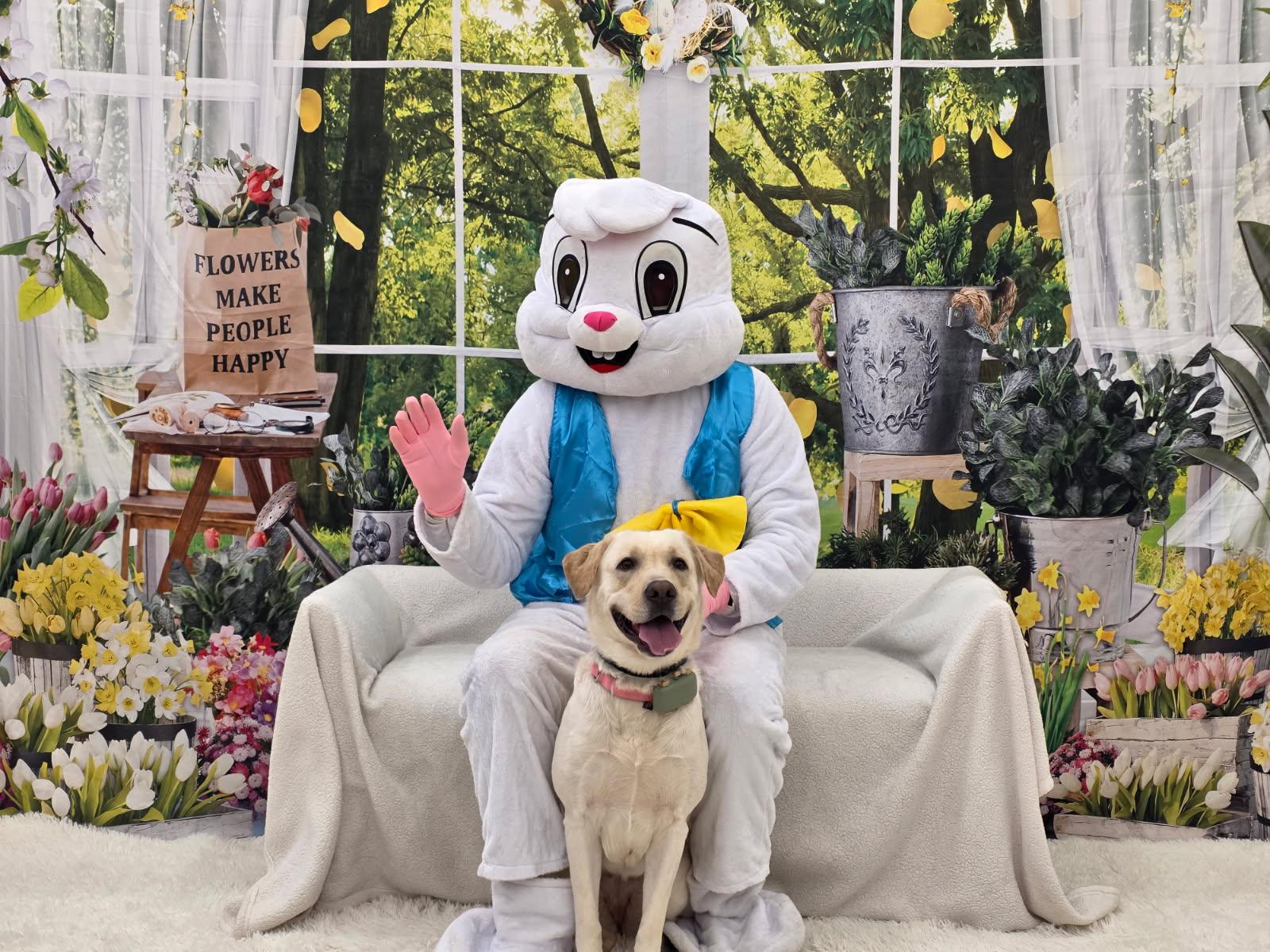 Tilly, ADOPTABLE, Adult Female Yellow Labrador Retriever.