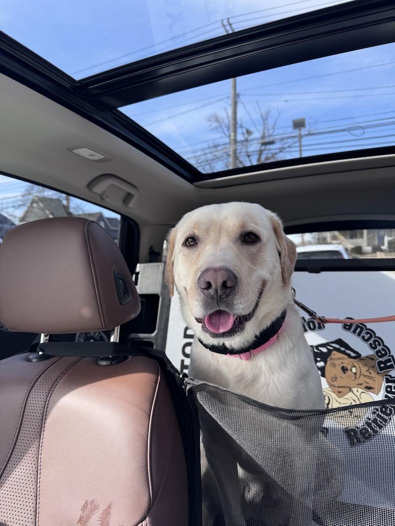 Enlarge Tilly-Not Accepting Applications Yet!, a ADOPTABLE Yellow Labrador Retriever in Medina, OH image 4/6