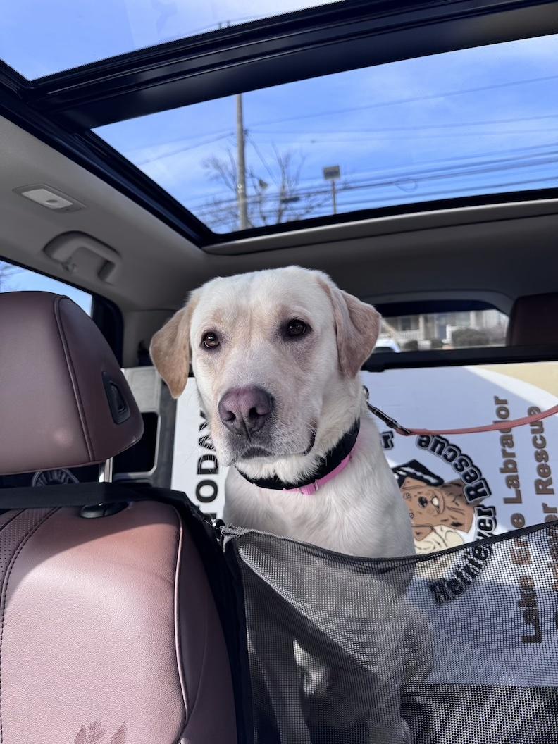 Enlarge Tilly-Not Accepting Applications Yet!, a ADOPTABLE Yellow Labrador Retriever in Medina, OH image 6/6
