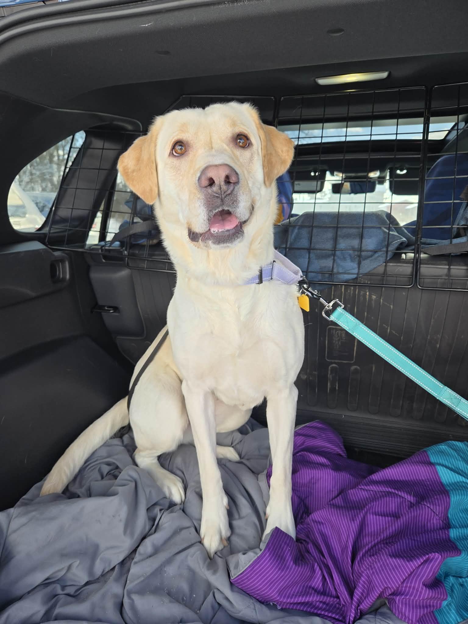 Enlarge Tilly-Not Accepting Applications Yet!, a ADOPTABLE Yellow Labrador Retriever in Medina, OH image 3/6