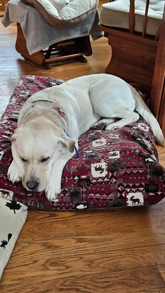 Enlarge Tilly, a ADOPTABLE Yellow Labrador Retriever in Medina, OH image 4/6