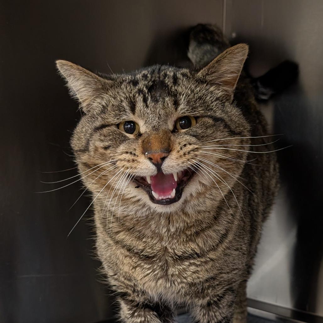 Enlarge Herald, a Adoptable Domestic Short Hair in Springfield, IL image 1/2