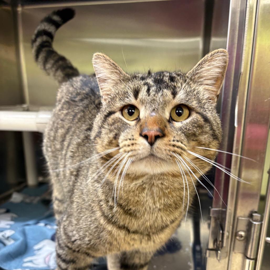 Enlarge Herald, a Adoptable Domestic Short Hair in Springfield, IL image 2/2