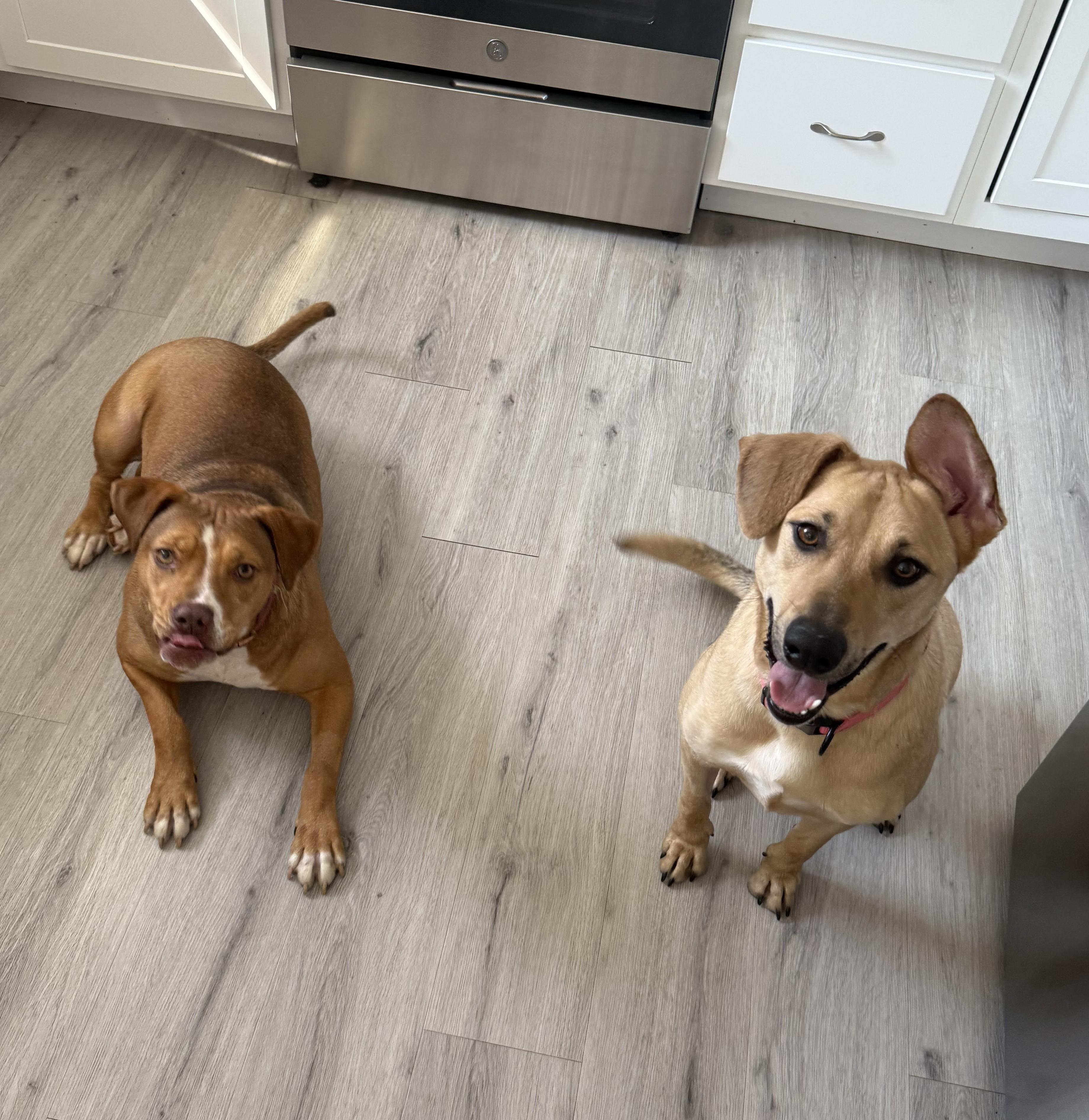 Zoey -- Courtesy Post