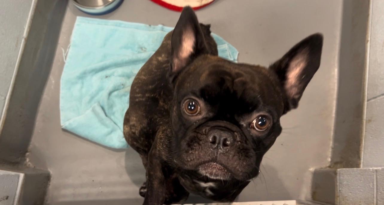 Pebbles and BamBam, an adopted French Bulldog in Yonkers, NY image 3/4