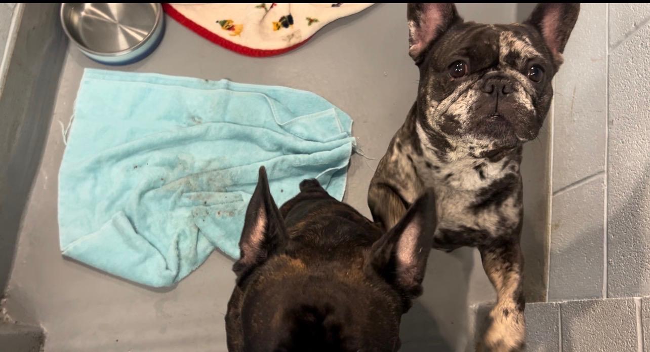 Pebbles and BamBam, an adopted French Bulldog in Yonkers, NY image 4/4