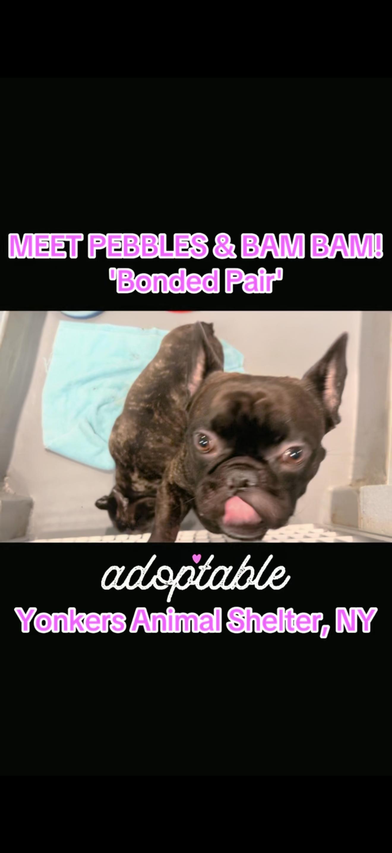 Pebbles and BamBam, adopted, Young Male French Bulldog.