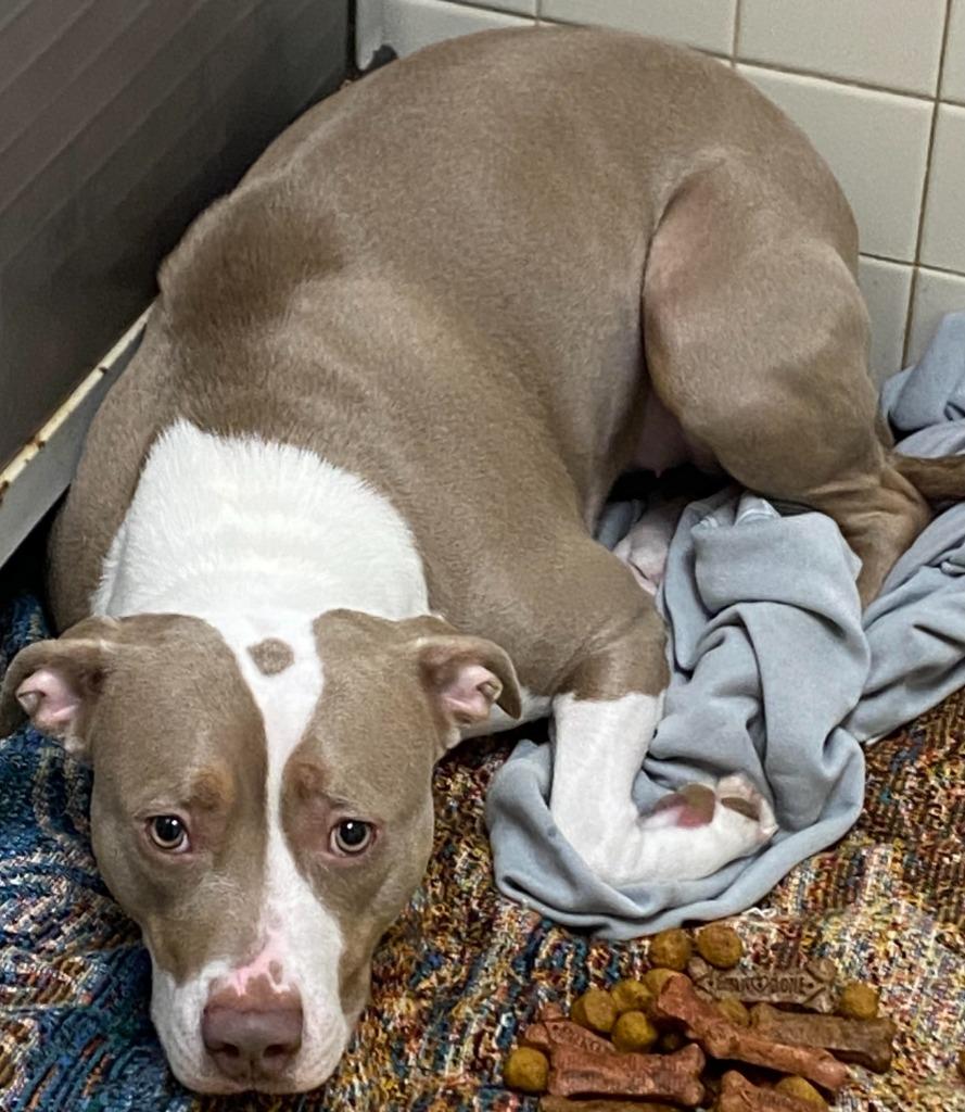 Autumn, Adoptable, Adult Female Pit Bull Terrier.