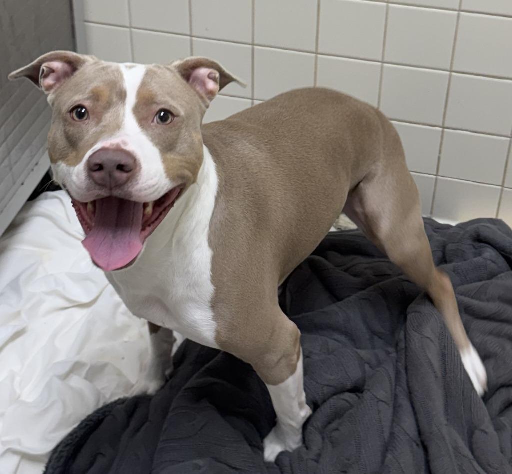 Enlarge Autumn, a Adoptable Pit Bull Terrier in Saint Clairsville, OH image 2/2