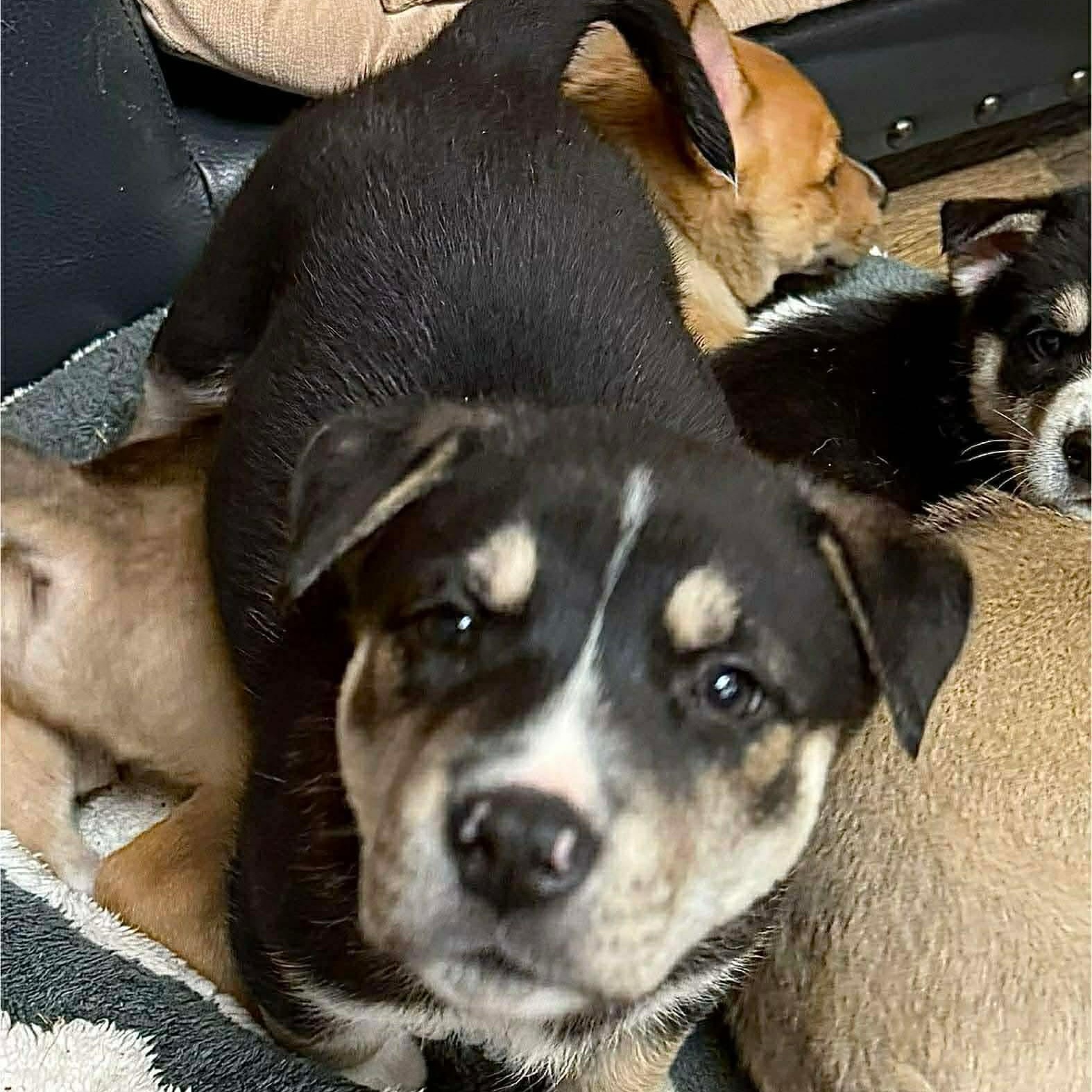 Toddy, an adopted mixed breed in Buffalo, NY image 3/6