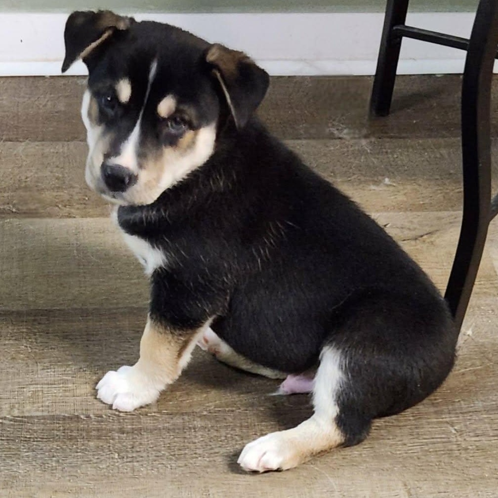 Toddy, an adopted mixed breed in Buffalo, NY image 2/6