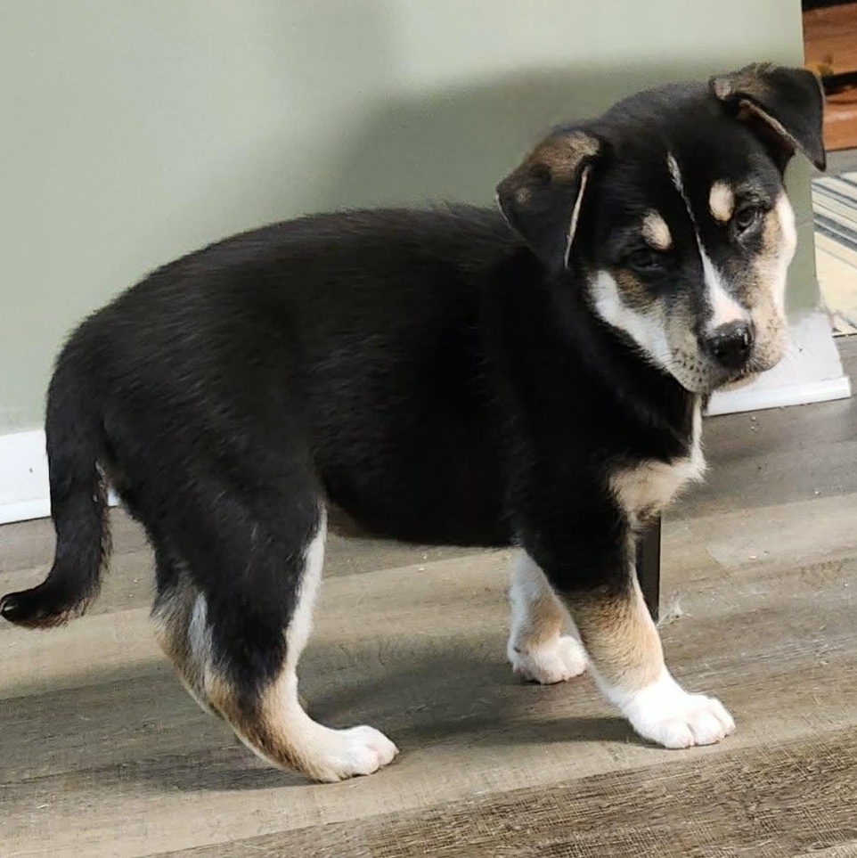 Toddy, an adopted mixed breed in Buffalo, NY image 5/6