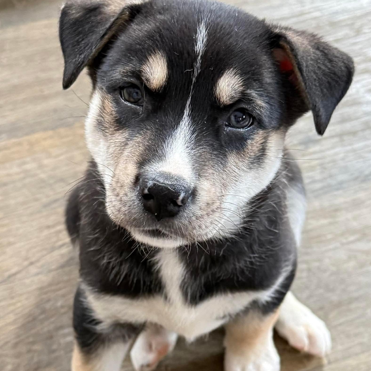 Toddy, an adopted mixed breed in Buffalo, NY image 1/6