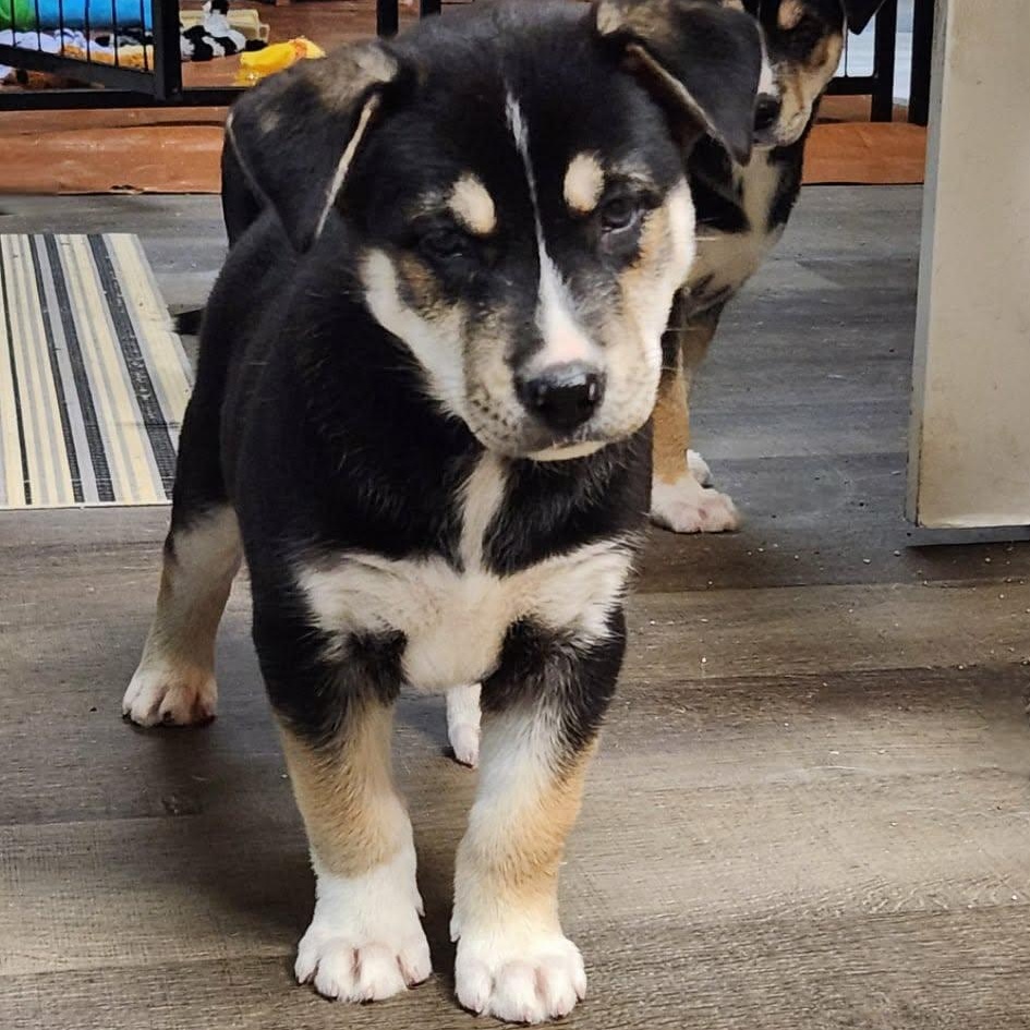 Toddy, an adopted mixed breed in Buffalo, NY image 6/6