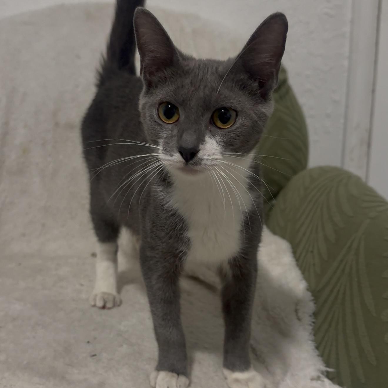 Buddha, Adoptable, Kitten Female Domestic Short Hair.