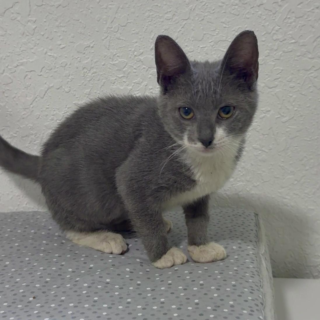 Enlarge Buddha, a Adoptable mixed breed in Manchester, NH image 4/6