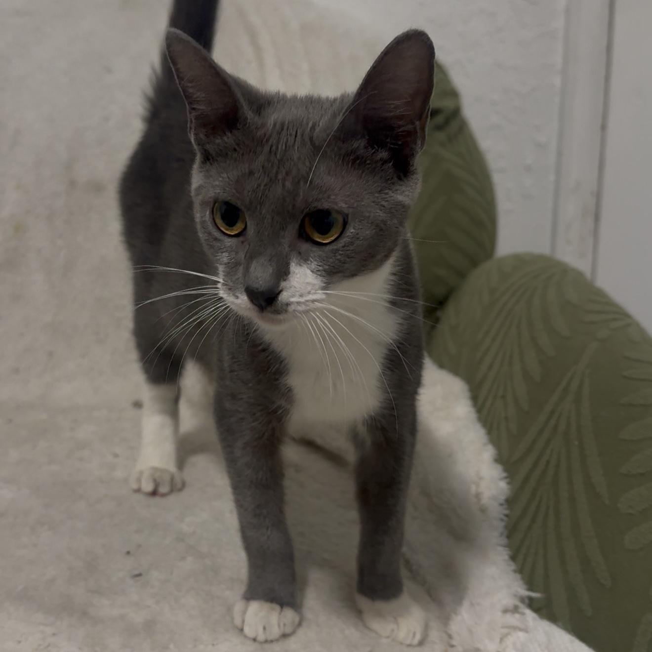 Enlarge Buddha, a Adoptable mixed breed in Manchester, NH image 2/6