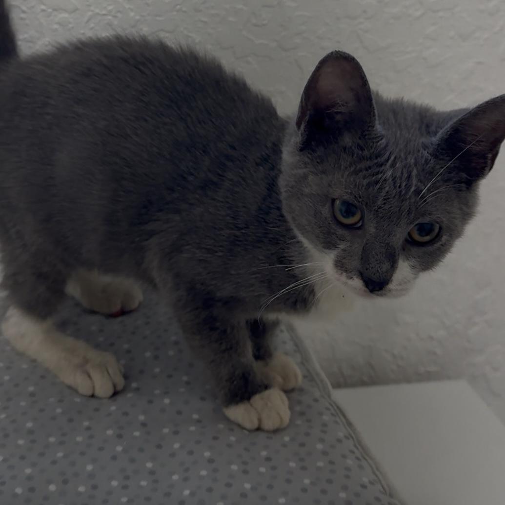 Enlarge Buddha, a Adoptable mixed breed in Manchester, NH image 6/6