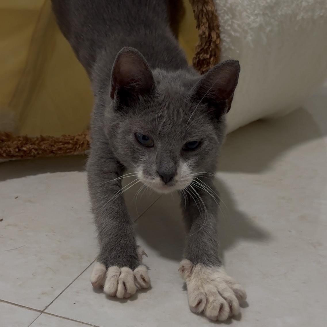 Enlarge Buddha, a Adoptable mixed breed in Manchester, NH image 5/6