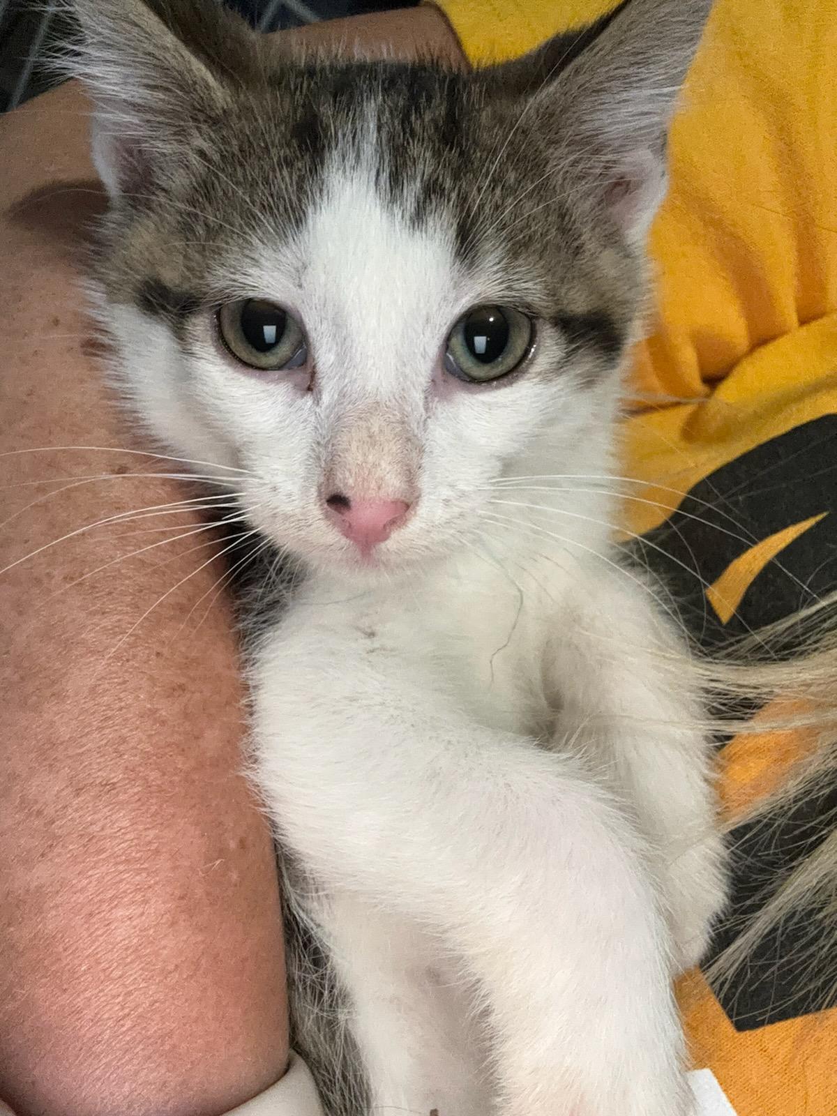 Duncan, Adoptable, Young Male Domestic Short Hair.