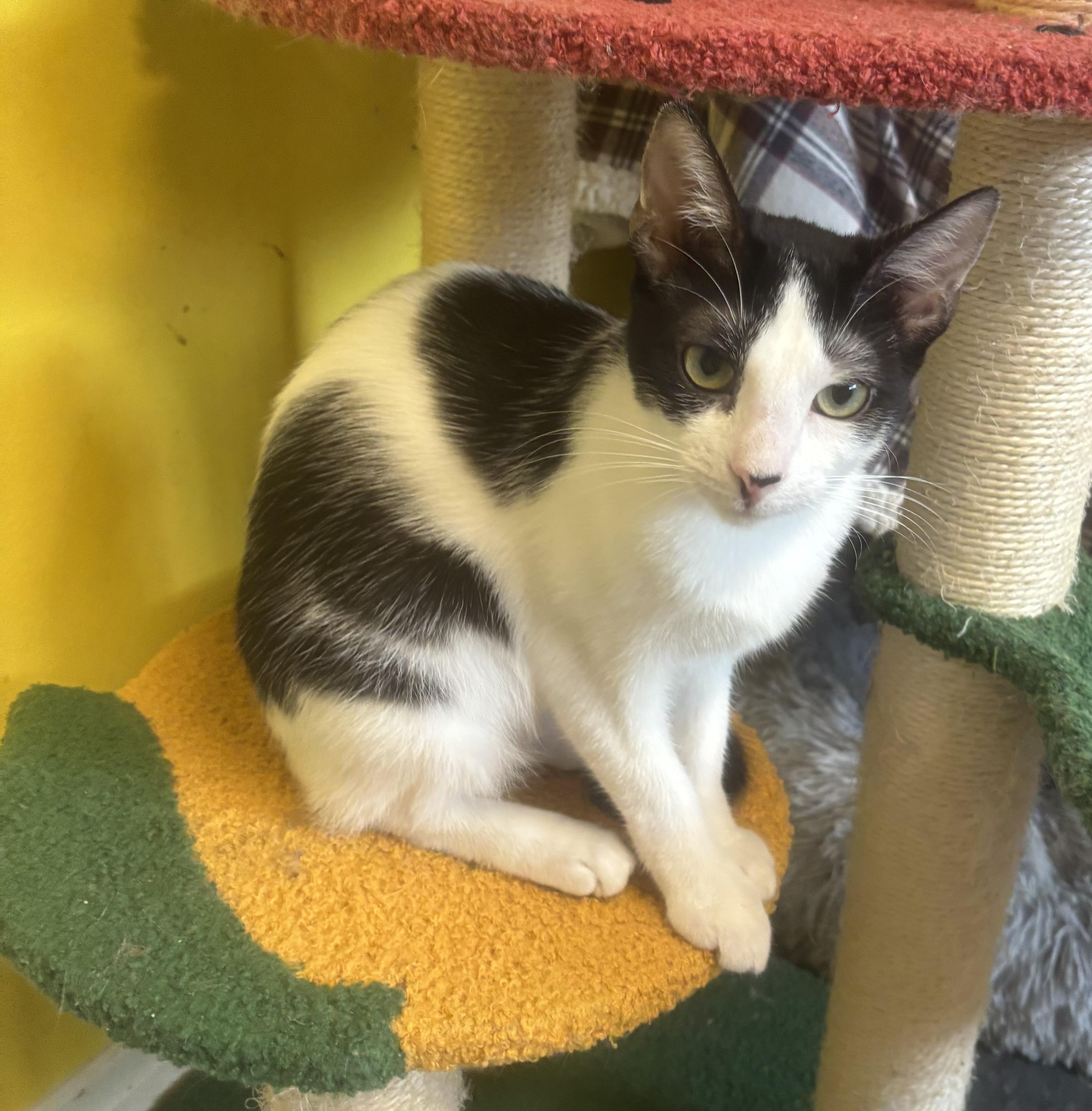 Enlarge Dottie, a Adoptable Domestic Short Hair in Whittier, CA image 4/6