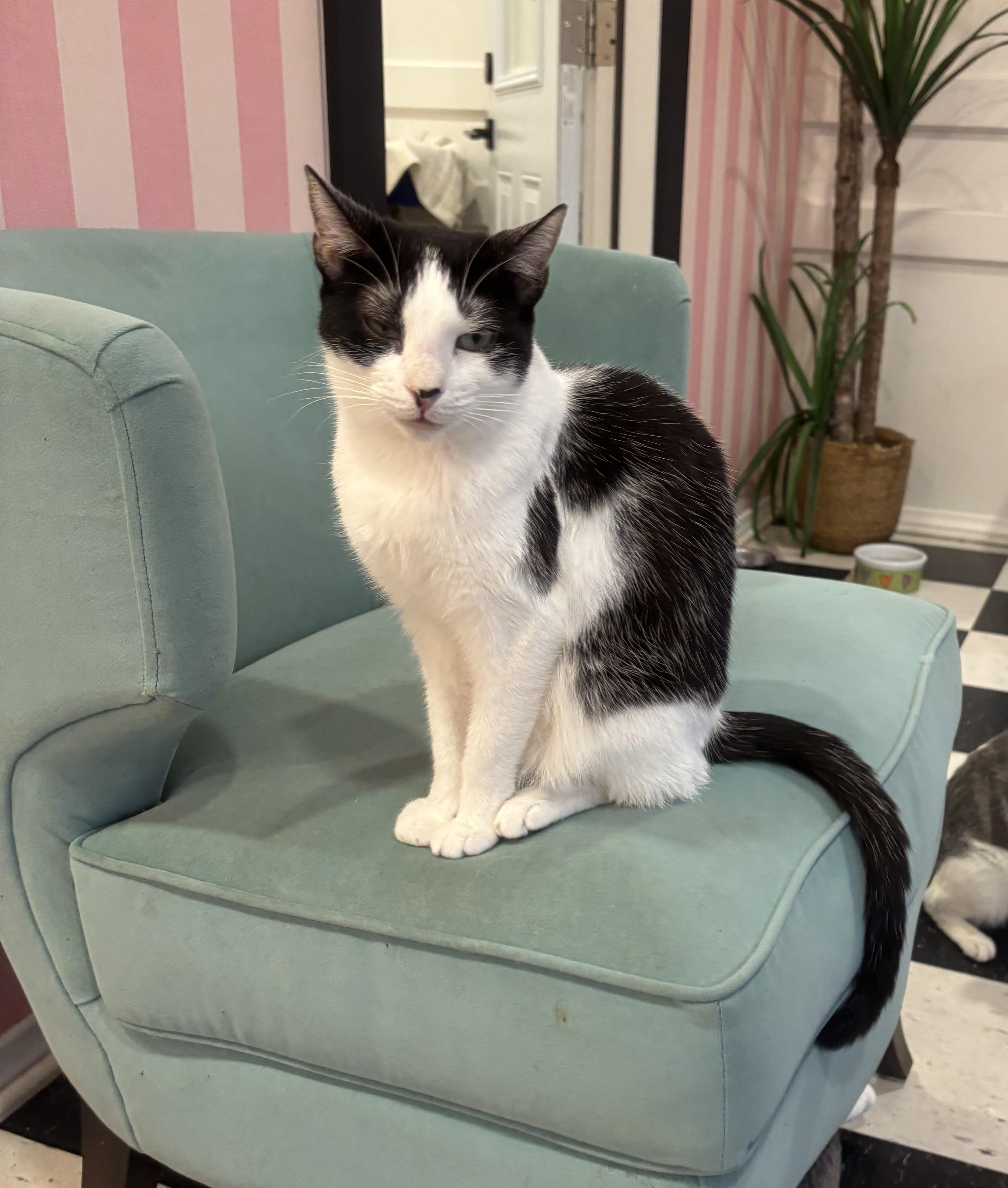 Dottie, Adoptable, Young Female Domestic Short Hair.