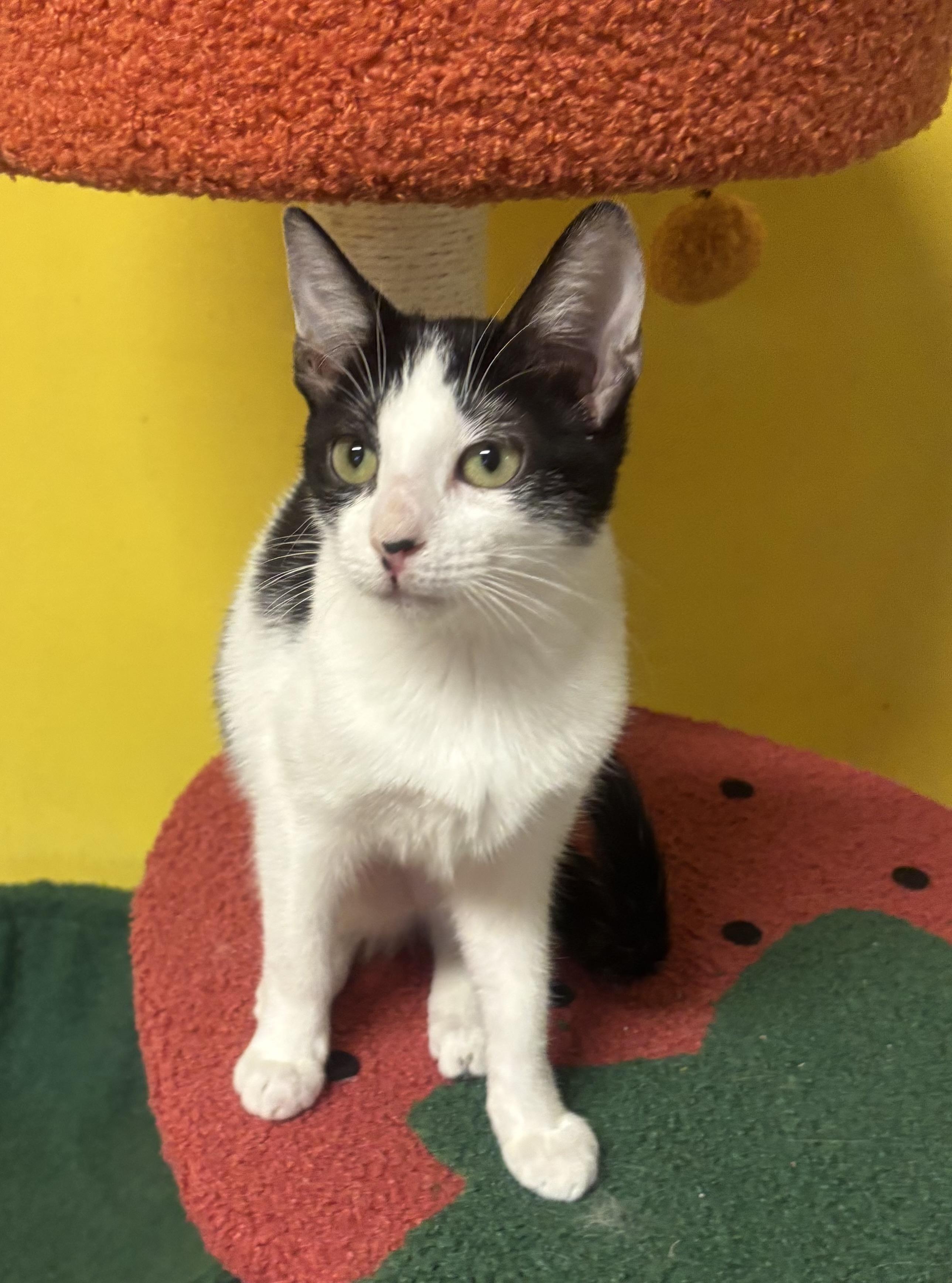 Enlarge Dottie, a Adoptable Domestic Short Hair in Whittier, CA image 5/6