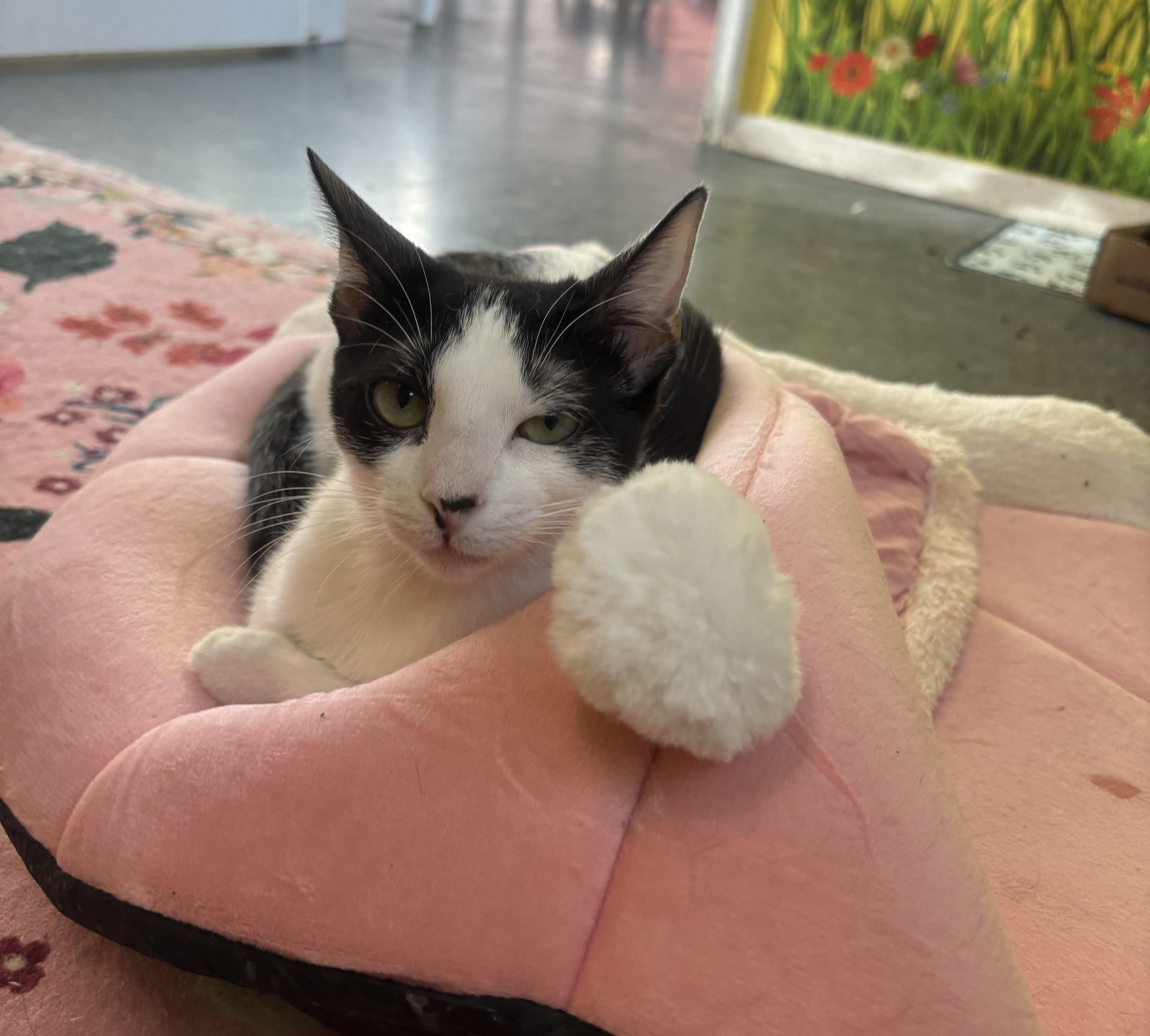 Enlarge Dottie, a Adoptable Domestic Short Hair in Whittier, CA image 2/6