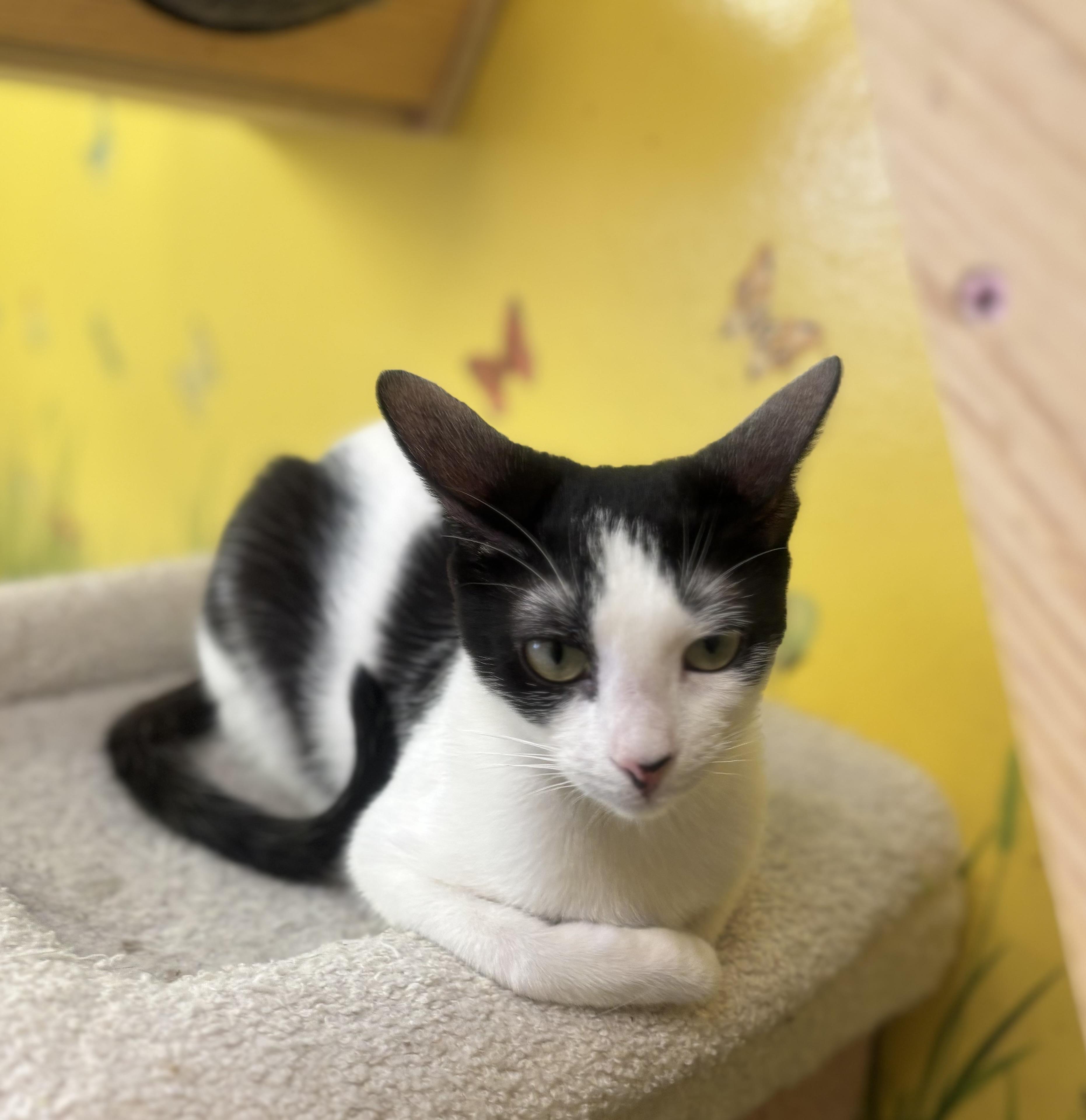 Enlarge Dottie, a Adoptable Domestic Short Hair in Whittier, CA image 3/6